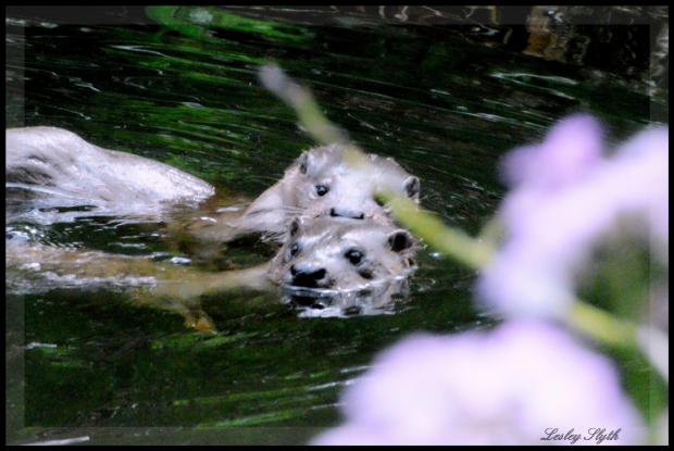 HeraldScotland: Otters on the River Tyne, Haddington pic Lesley Slyth