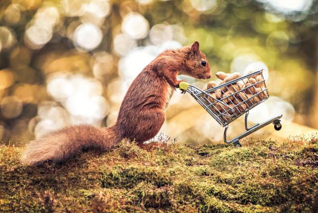 HeraldScotland: Red squirrel at Templeton Woods, copyright Craig Doogan