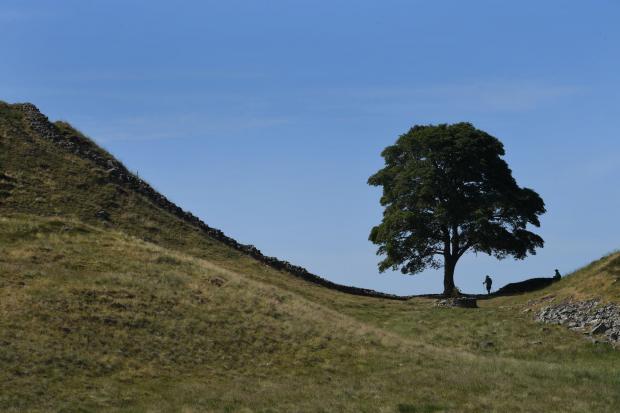HeraldScotland: Sycamore Gap at Hadrian's Wall. Picture: Kate Buckingham/Newsquest