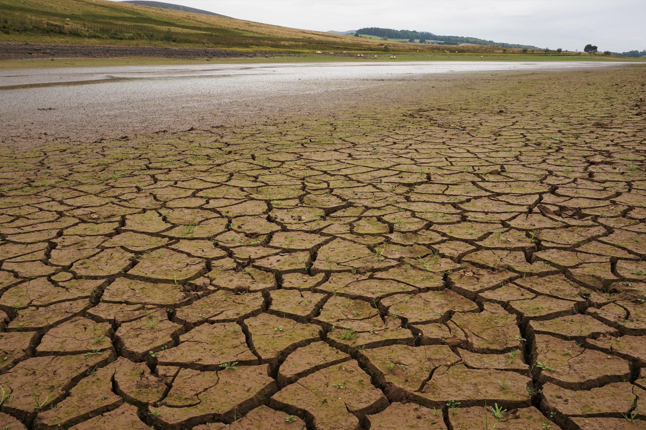 Researchers launch probe into concerns of drought in rain-soaked Scotland - Vimarsana News