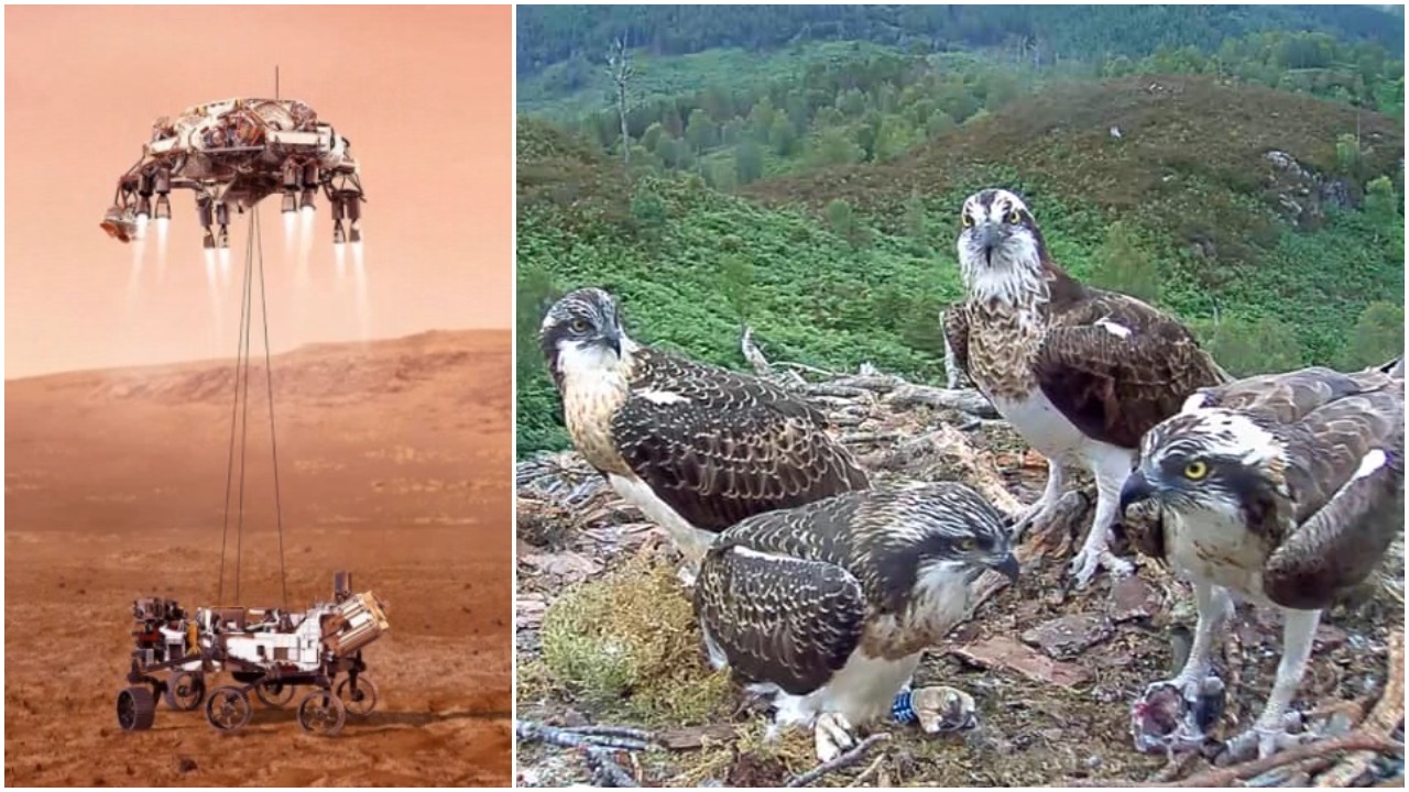 1st March: Glaslyn upgraded, Poole recorded and ospreys on Mars