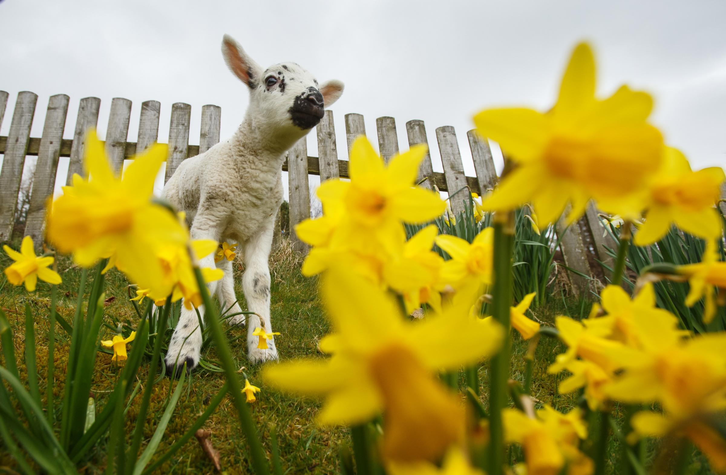 A 10 day old lamb pictured among daffodils at Craigmaddie Muir farm near Milngavie. The farm belongs to Gordon Murray and his partner Susie Abernethy. Photograph by Colin Mearns.