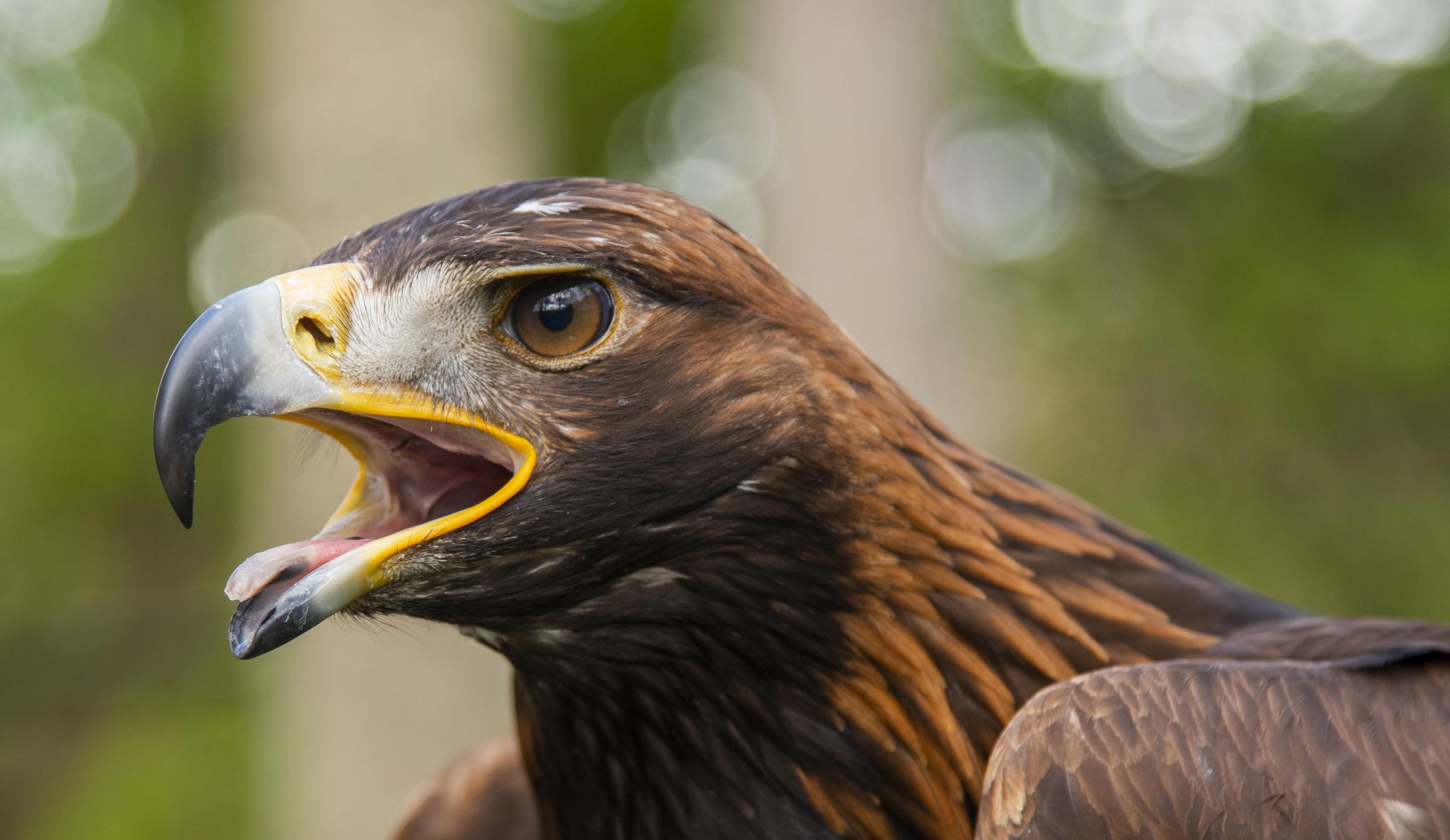 Golden Eagle 'intentionally poisoned' found dead on Aberdeenshire estate