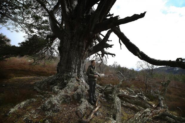 HeraldScotland: Mar Lodge Estate, Braemar. Seasonal ecologist Andrew Painting with one of the older trees on the estate. STY
Pic Gordon Terris Herald & Times
11/5/21