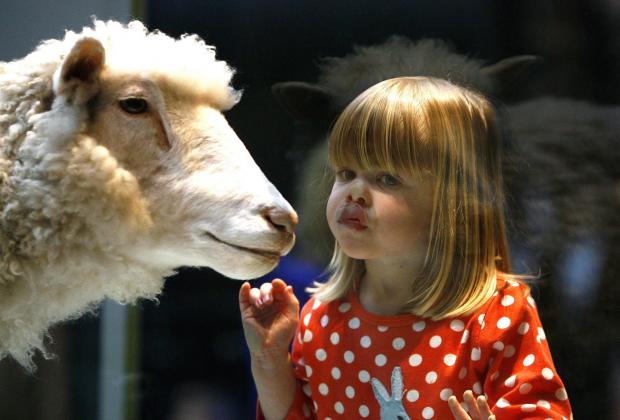 HeraldScotland: Two-year-old twin Maisie Ferguson from North Berwick meets Dolly the Sheep clone at the National Museum of Scotland in Edinburgh 