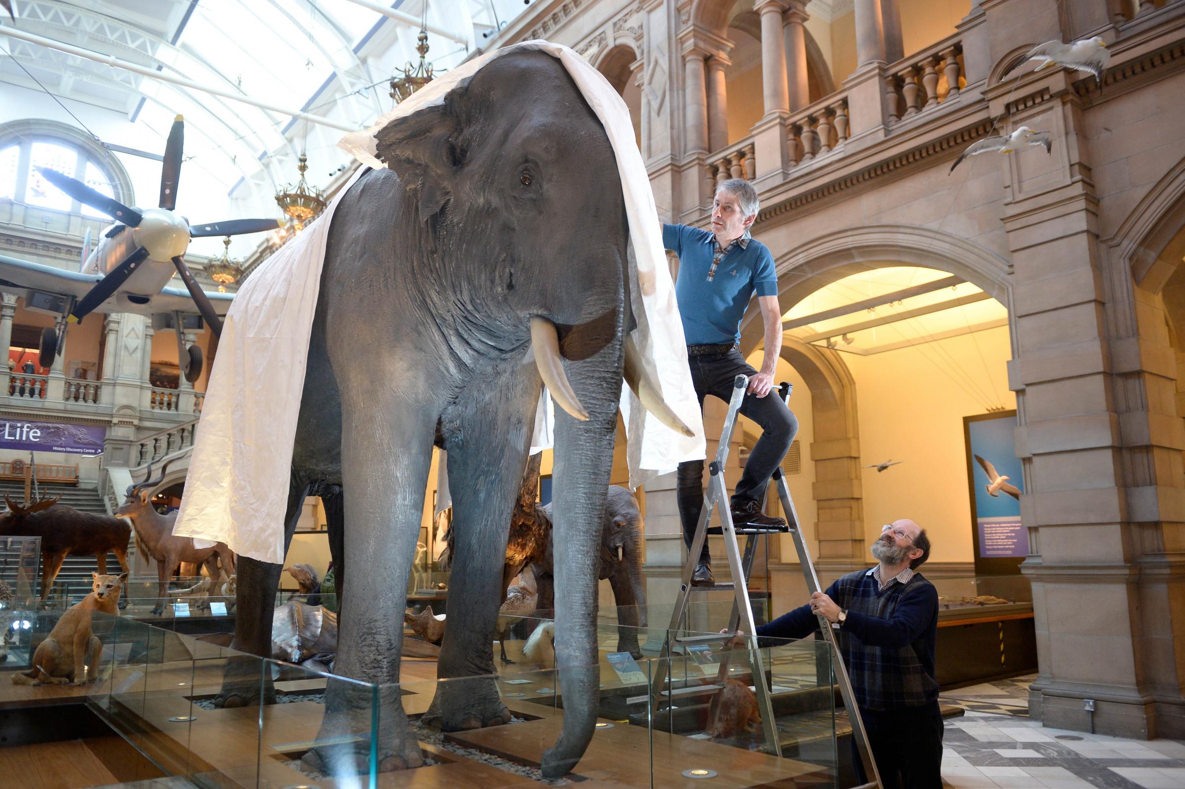 Sir Roger the Asian elephant, one of the most popular exhibits with families and children in Kelvingrove. 