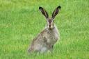 Is the narrator's sinister neighbour somehow in league with the live hares in the landscape?