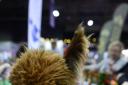 GLASGOW, SCOTLAND - OCTOBER 13: Teddy the Alpaca (owned by Caledonia Alpacas) is pictured at the Scottish Wedding Show at the SEC on October 13, 2019 in Glasgow, Scotland. (Photo by Jamie Simpson/Herald & Times) - JS.