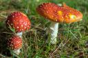 Foragers asked not to strip Scotland’s forests bare of wild mushrooms