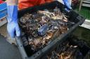Support announced for Scottish seafood and fishing industries