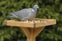 Woodpigeon feeding on a bird table