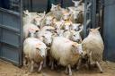 Lamb prices lose momentum in Ayr as marts return to full slate of sales