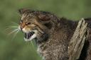 It is hoped the Scottish wildcat could be saved from the brink of extinction.