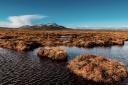 Why Scotland's peat bogs are the superheroes of the climate crisis