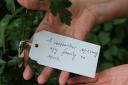 Herald covid memorial campaign, I Remember open day at the Hidden Gardens, Glasgow. Artist Alec Finlay was meeting people at the Hidden Gardens who were contributing I Remember sentences for the memorial. Photograph by Colin Mearns.