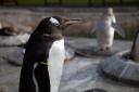 Gentoo penguins in BBC Scotland series Inside The Zoo. Picture: Tern TV/BBC Scotland