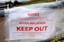 Ministers planned to close schools against bird flu pandemic