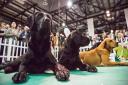 You would be barking mad to miss this year's Dog Lover Show at Glasgow SEC
