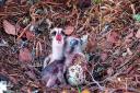 The two osprey chicks which hatched at Loch of the Lowes Wildlife Reserve in Perthshire. (Scottish Wildlife Trust).