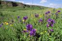 Clustered Bellflower is abundant in the meadows at St Cyrus National Nature Reserve © Lorne Gill-NatureScot