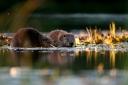 A  pair of European beavers Picture: SCOTLAND: The Big Picture