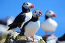 Puffins breed on the island