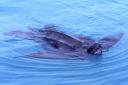 A leatherback turtle sighting in Loch Long has been confirmed by the office of the King's Harbourmaster Clyde.