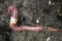 Compost worm