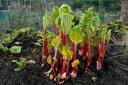 You can force rhubarb over winter to harvest in early spring

Picture: Alamy/PA