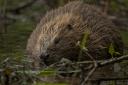 Once hunted to near-extinction, Eurasian beavers like this one at Knapdale, Argyll are a familiar sight again in Scotland