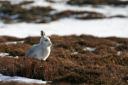 Mountain hares, which take on white fur in the winter, are 