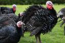 Christmas dinner shortage fears as a million turkeys wiped out by bird flu