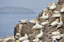 Avian flu crisis leaves seabird populations on the cliff edge