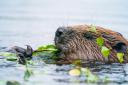 Beavers could soon be a common sight on Loch Lomond Pic: Wild Intrigue