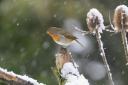 A robin in the snow