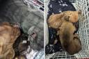 Animal welfare seizes 24 dogs and puppies from homes on Christmas Day