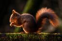 Demand for rethink over conservation of Scotland's red squirrel population