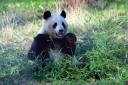 The pandas have been in Scotland since 2011