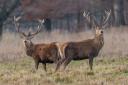 Red deer are checked by culling