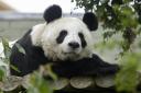 Edinburgh Zoo's panda Tian Tian and Yang Guang will be going home