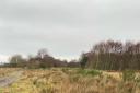 Anger at tree felling at Open championship venue
