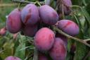 Plum 'Jubilee'

Picture: Chris Bowers & Sons/PA