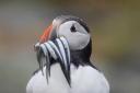 Puffins could be helped by a fishing ban on sandeels