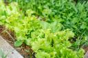 Loose-leaf lettuces take six weeks to mature

Picture: PA
