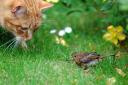 Should we impose a curfew on cats to help protect other wildlife?