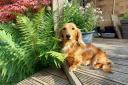 Your dog can visit gardens in the National Garden Scheme