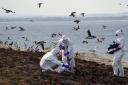 Scientists probe a bird flu outbreak