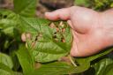 Scottish green insecticide firm pioneers food health