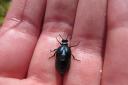An oil beetle