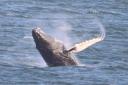 Humpback Whale seen off the coast of Kinghorn